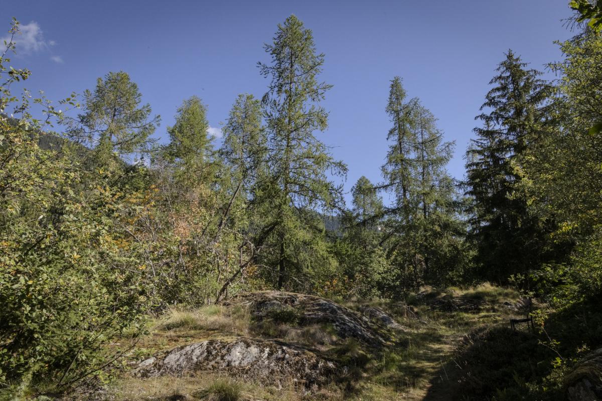 Der Burgerwald der Blattner Allmei