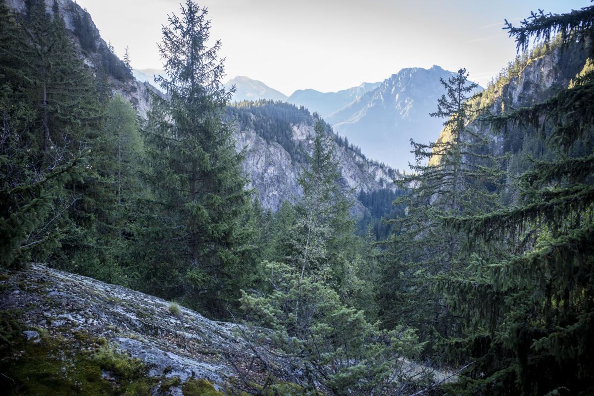 Der Burgerwald