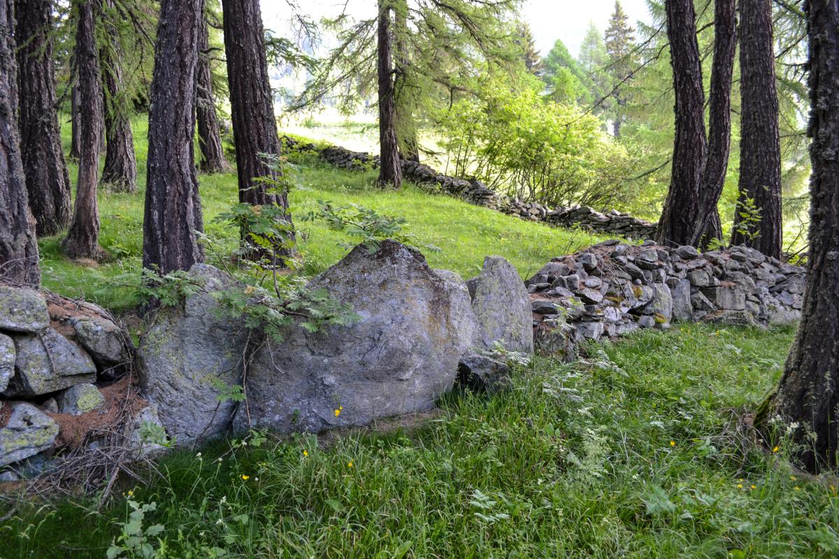 Der Weidewald Salwald