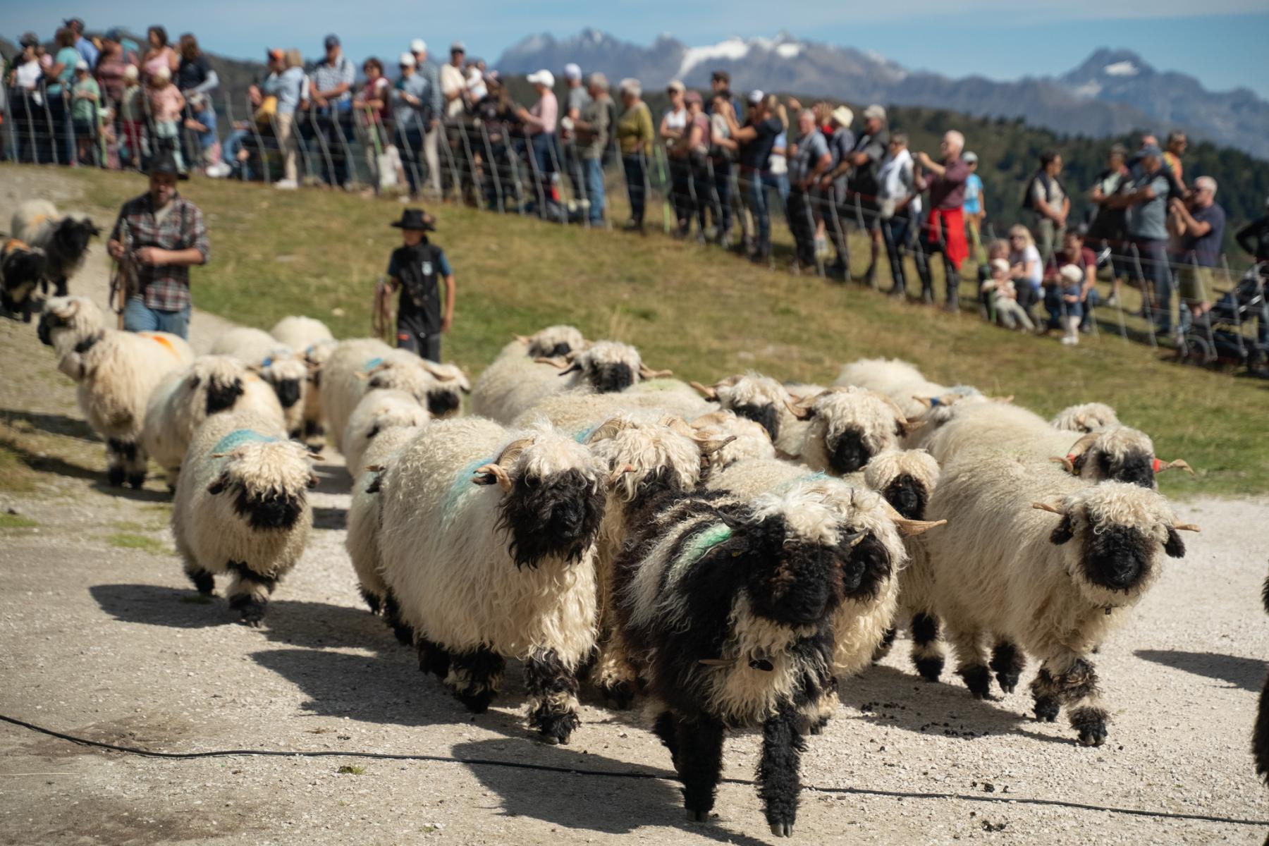 Die Schafe kommen zurück aus dem Aletschji.