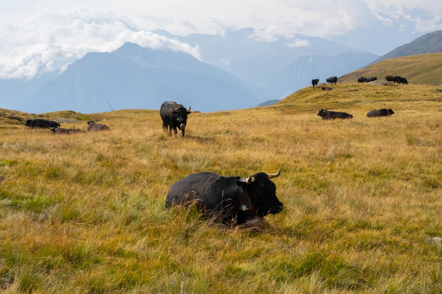 Eringer auf der Alp Lüsga.