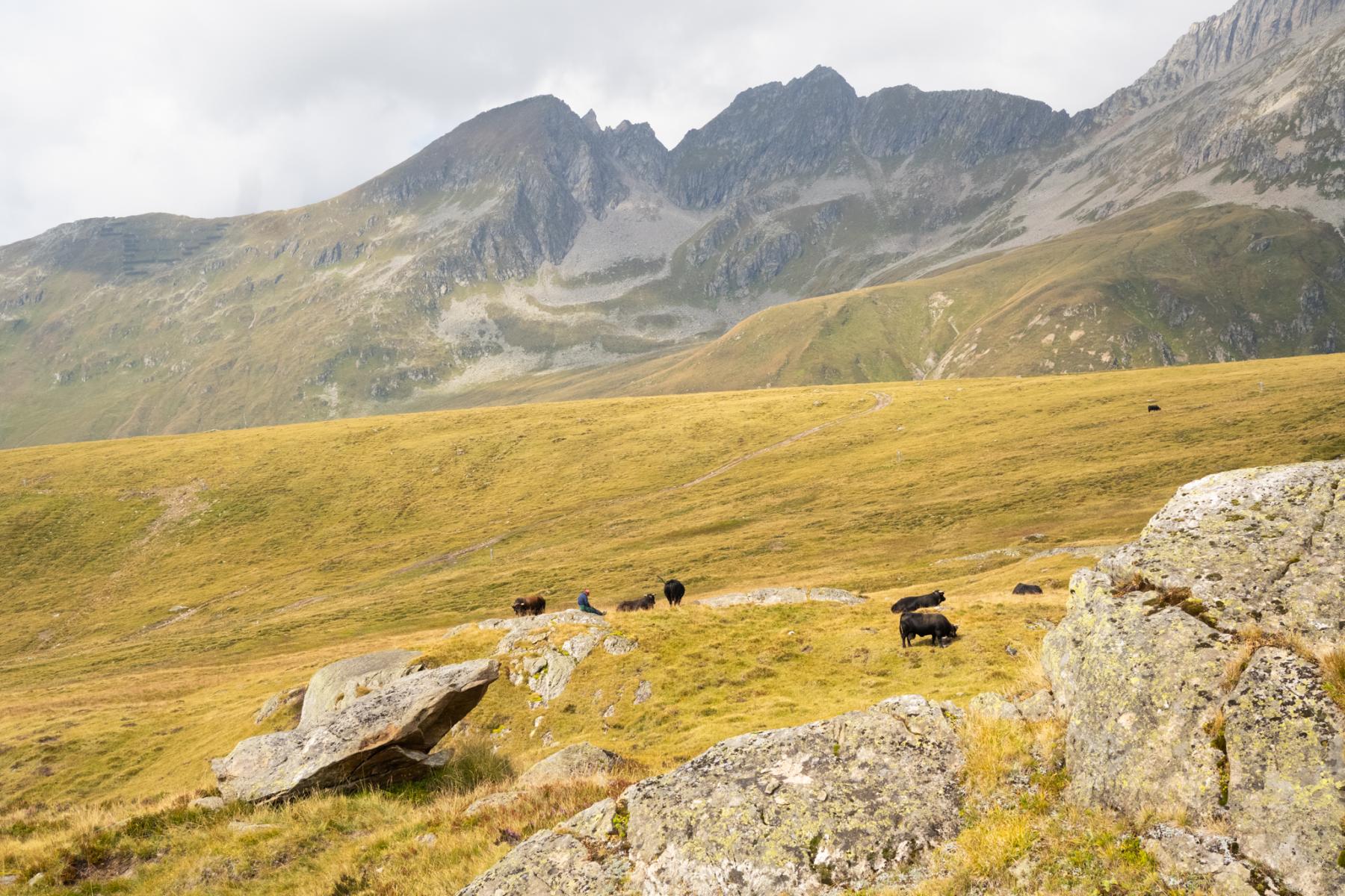 Der Hirte bei der Eringerkühen auf den Alpweiden der Lüsga.