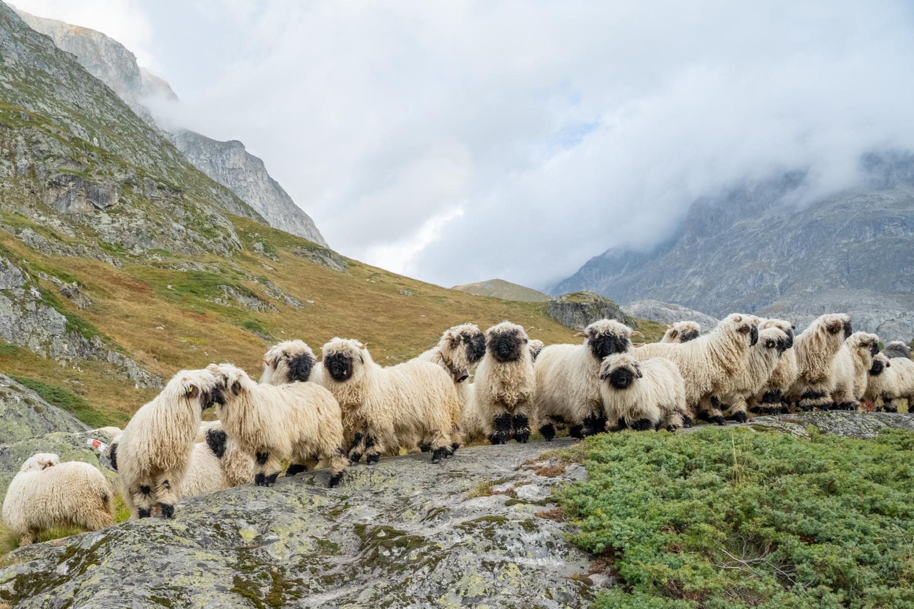 Schafe im Inneren-Aletschji weiden bis auf 3'000m Höhe.