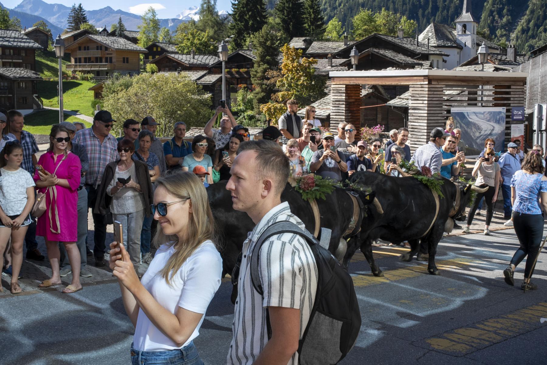 Die Alpabfahrt der Eringer wird seit einigen Jahren als Event in Blatten gefeiert.