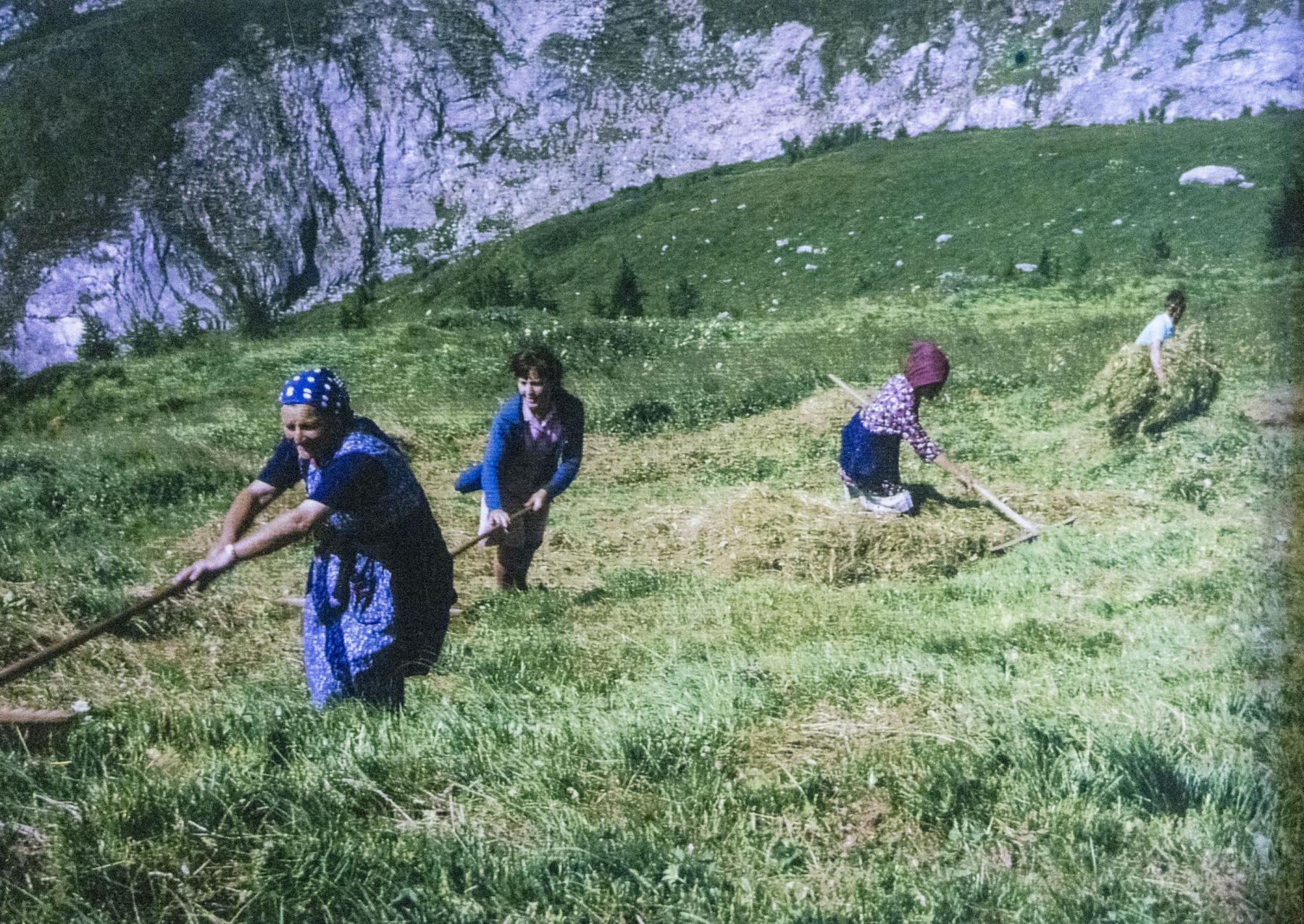 Bergbauern beim Wildheuen rund um die Alp Äbnet.