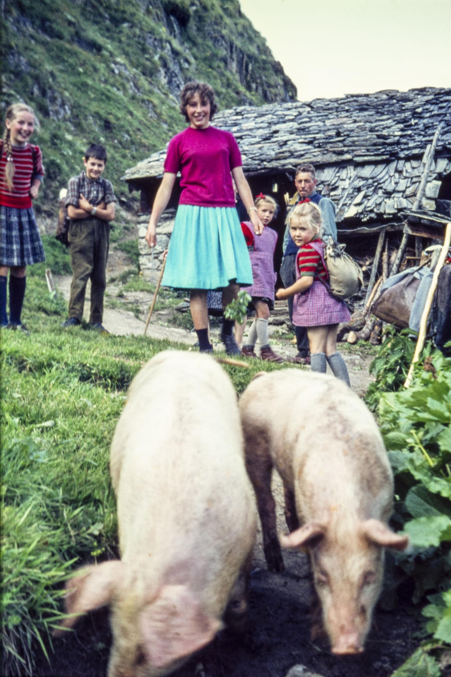 Schweine auf der Voralpa im Aletschji (Foto: Familie Jossen)