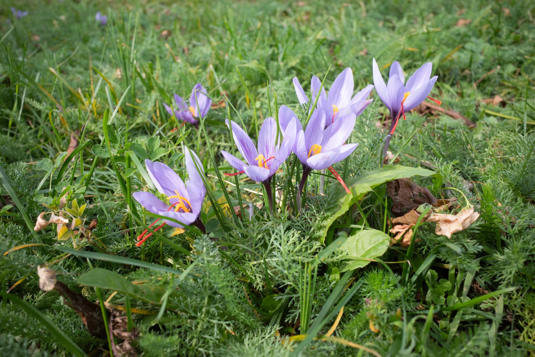 Die Safranblüte auf einem Feld in Mund. Foto: VLG